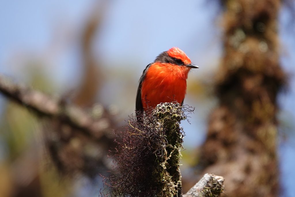 One species of Vermillion flycatcher in Galápagos appears extinct. Does the same fate await another?