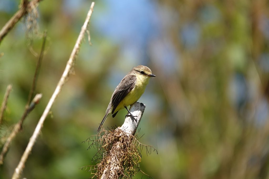 One species of Vermillion flycatcher in Galápagos appears extinct. Does the same fate await another?