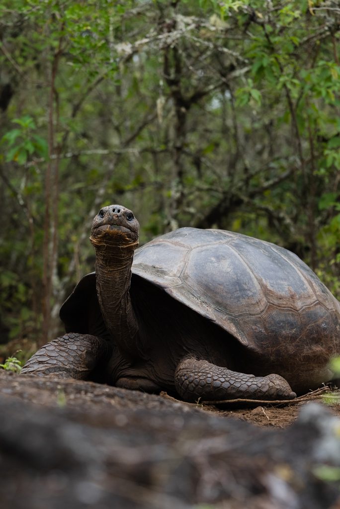 The Enigma Of Fernanda - A Lone Survivor In Galápagos