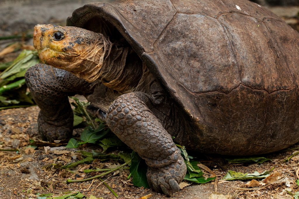 The Enigma Of Fernanda - A Lone Survivor In Galápagos