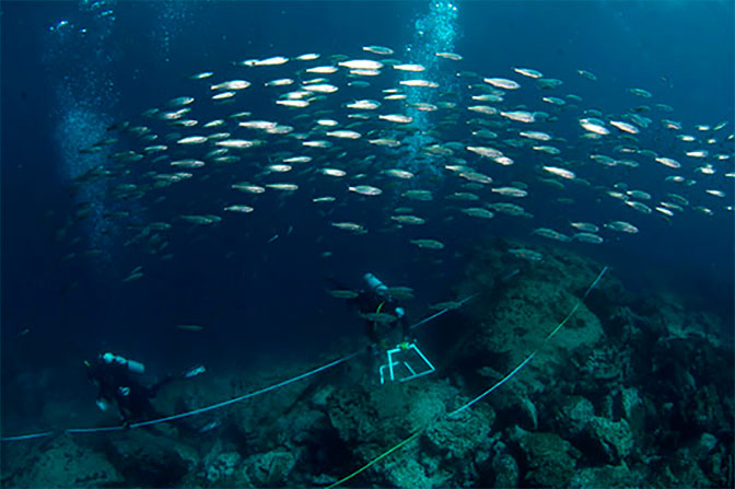 Can the Galapagos marine ecosystem rebound bouts El Niño stress