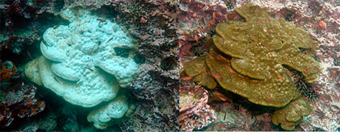 Can the Galapagos marine ecosystem rebound bouts El Niño stress