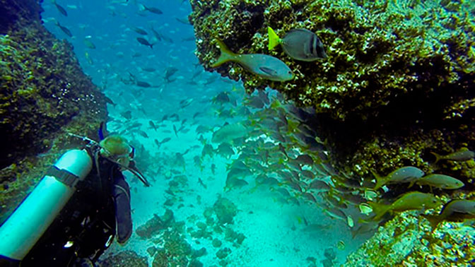 Can the Galapagos marine ecosystem rebound bouts El Niño stress