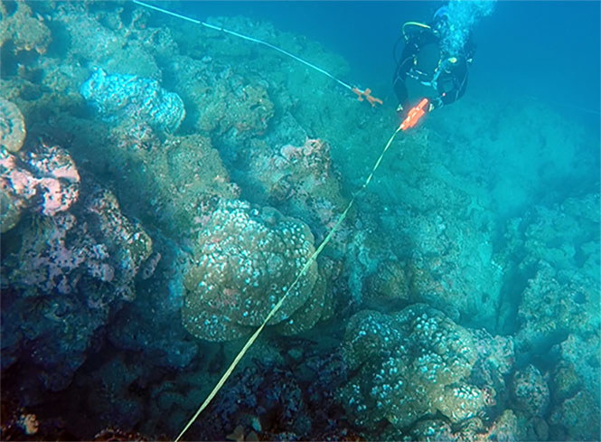 Can the Galapagos marine ecosystem rebound bouts El Niño stress