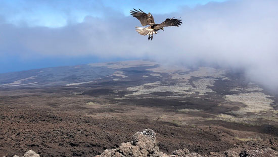 Galapagos Team Seeks 'Most Wanted' Giant Tortoise