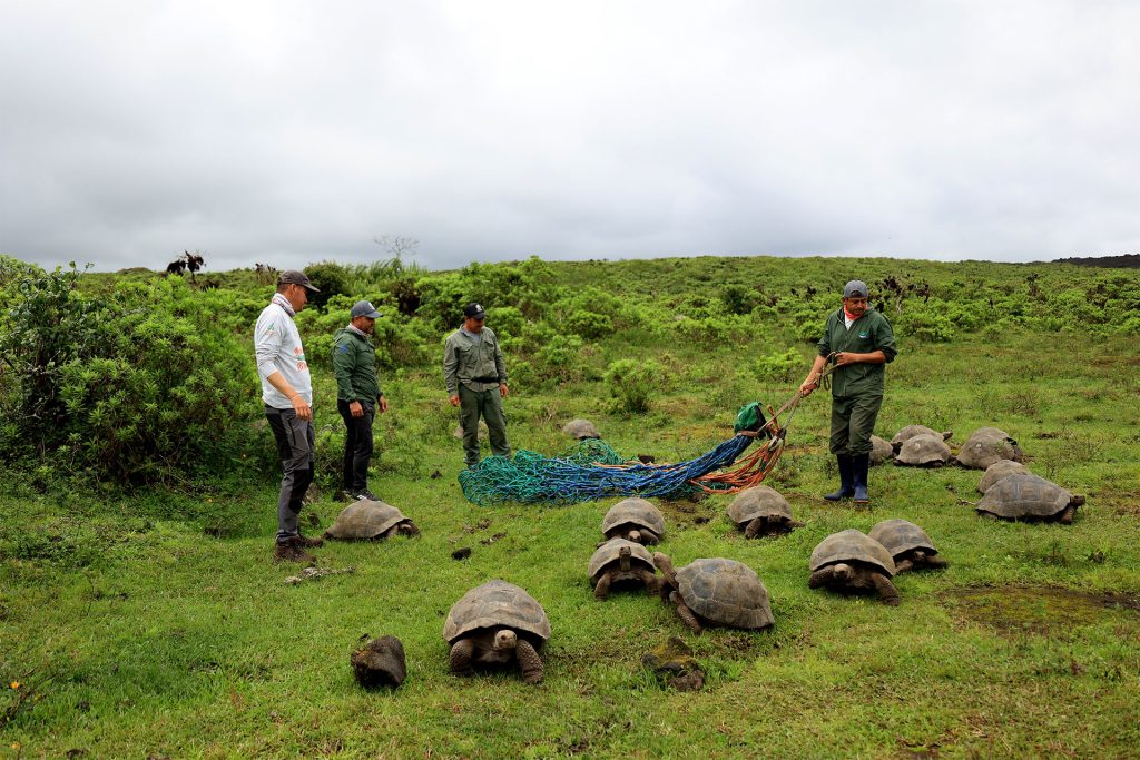 136 tortugas juveniles son repatriadas con éxito a su hábitat natural en Isabela