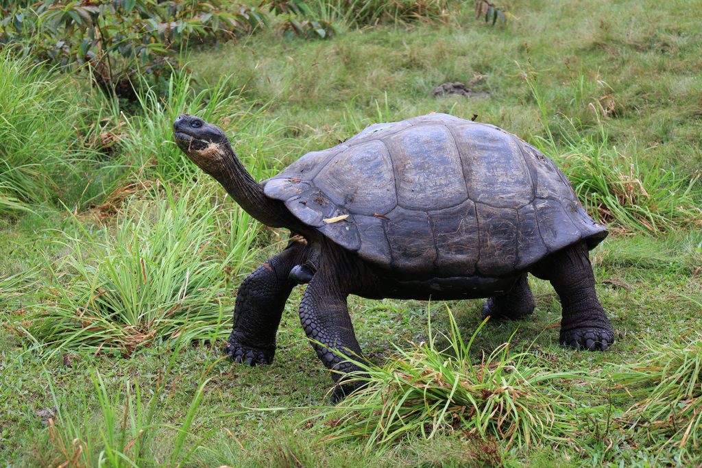 Historic Comprehensive Census of Giant Tortoises Conducted in the Southern Isabela