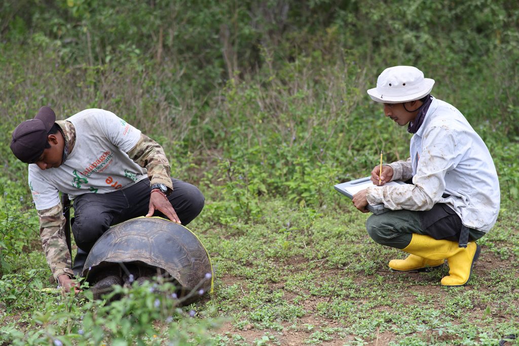 Historic Comprehensive Census of Giant Tortoises Conducted in the Southern Isabela