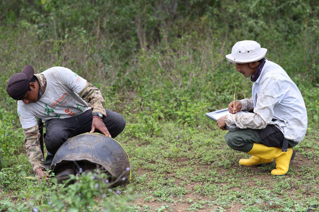Se realiza Histórico Censo Poblacional de Tortugas Gigantes en el Sur de Isabela