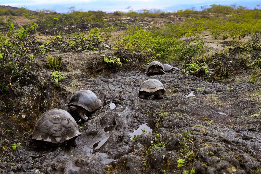Se realiza Histórico Censo Poblacional de Tortugas Gigantes en el Sur de Isabela