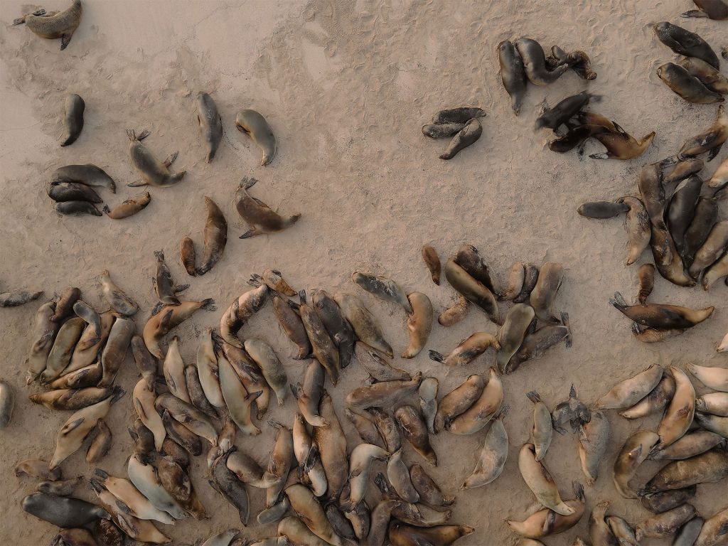 Science in Action: Stable Isotope analysis sheds light on Galápagos Sea Lions