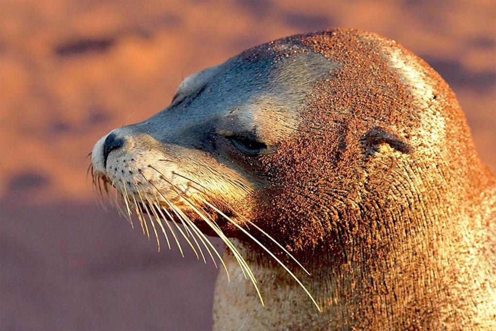 Science in Action: Stable Isotope analysis sheds light on Galápagos Sea Lions