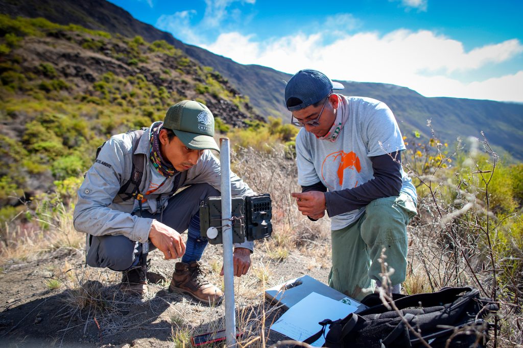 Successful expedition to monitor populations of Pink Iguanas, Yellow Iguanas, and Giant Tortoises on Wolf Volcano