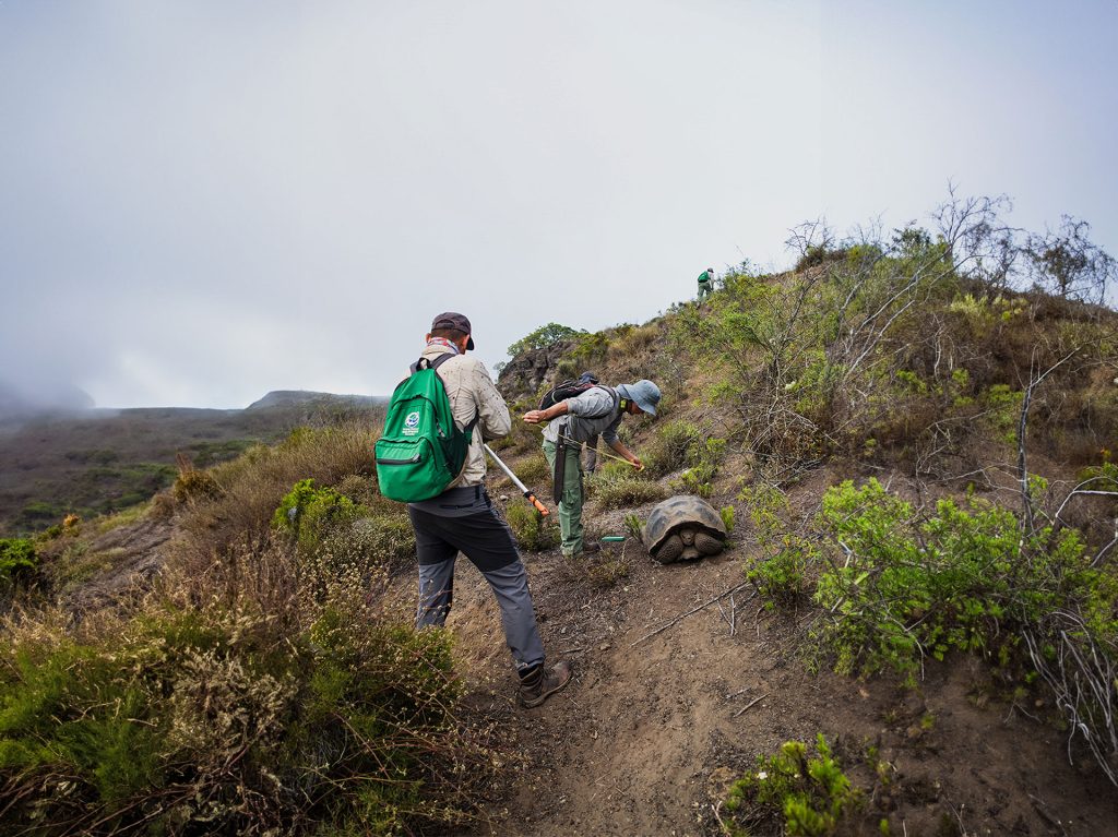 Successful expedition to monitor populations of Pink Iguanas, Yellow Iguanas, and Giant Tortoises on Wolf Volcano