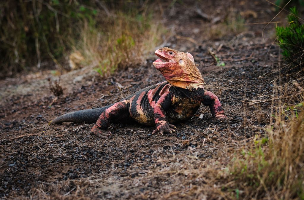 Successful expedition to monitor populations of Pink Iguanas, Yellow Iguanas, and Giant Tortoises on Wolf Volcano