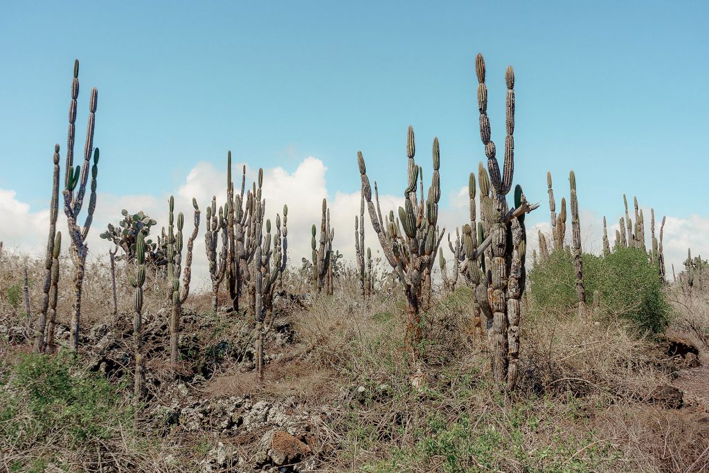 The Effects Of El Niño On Galápagos Plants, Animals, And People