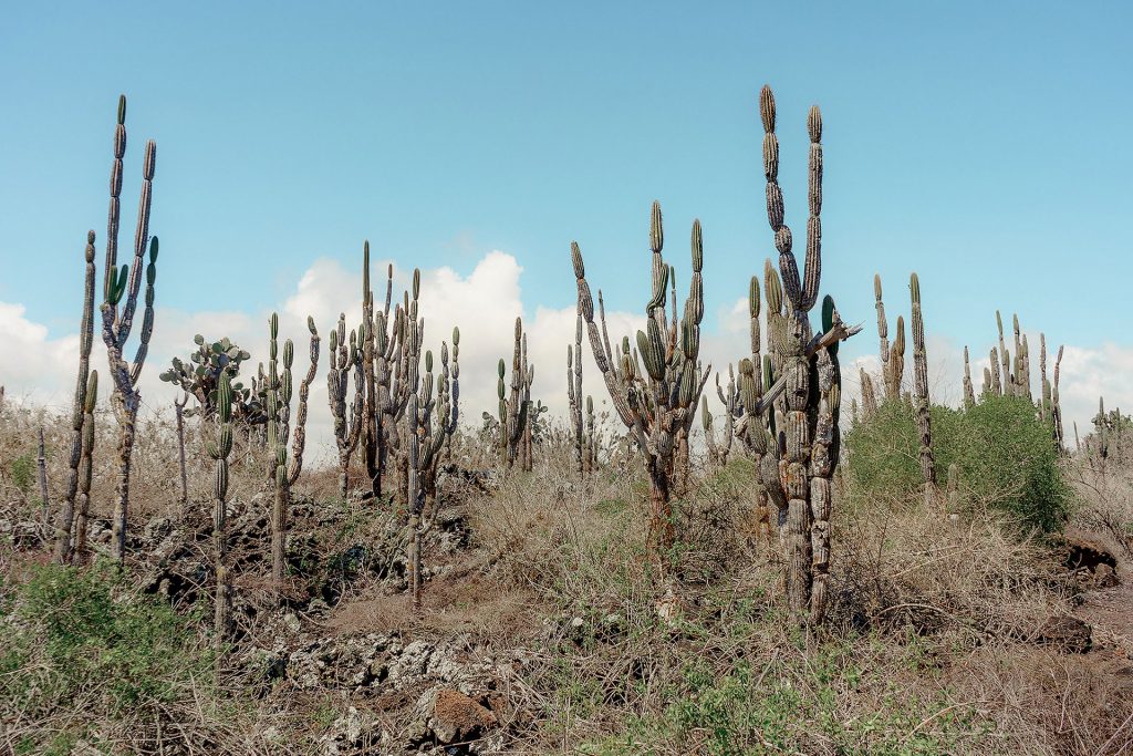 The Effects Of El Niño On Galápagos Plants, Animals, And People