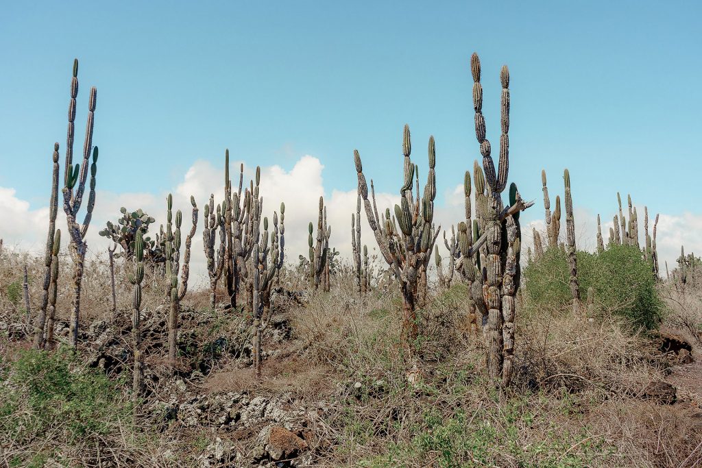 Los Efectos de El Niño en las poblaciones humanas y la biodiversidad de Galápagos