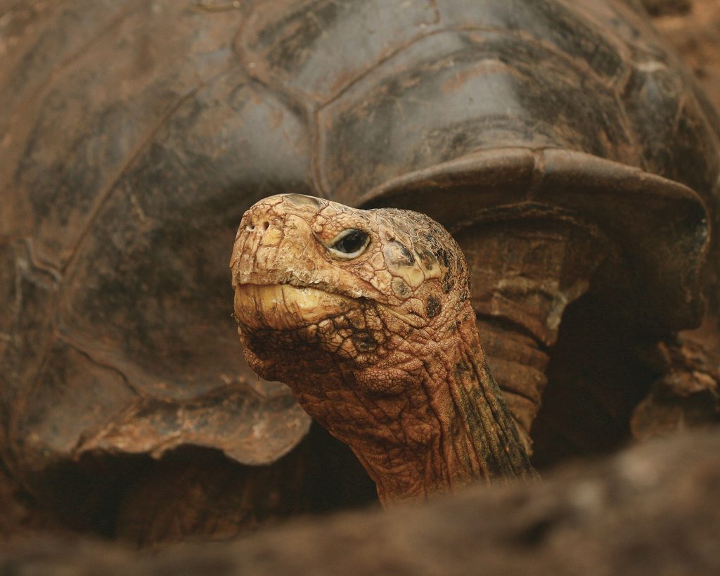 The Effects Of El Niño On Galápagos Plants, Animals, And People