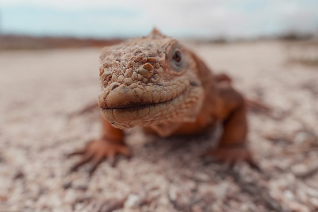 The Effects of El Niño on Galápagos Plants, Animals, and People