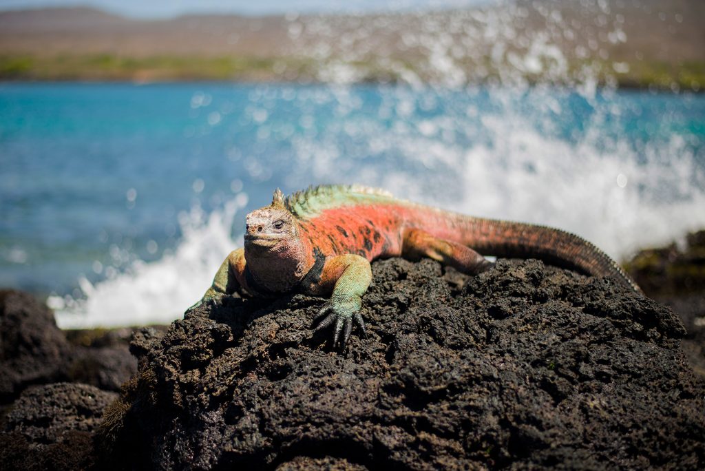 Los Efectos de El Niño en las poblaciones humanas y la biodiversidad de Galápagos