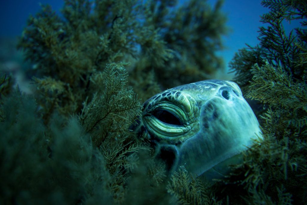 The Effects Of El Niño On Galápagos Plants, Animals, And People