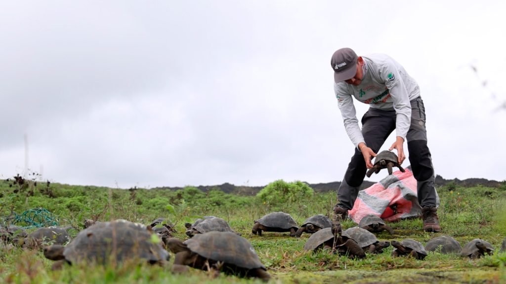 The Remarkable Return of 136 Galápagos Tortoises to Their Natural Habitat
