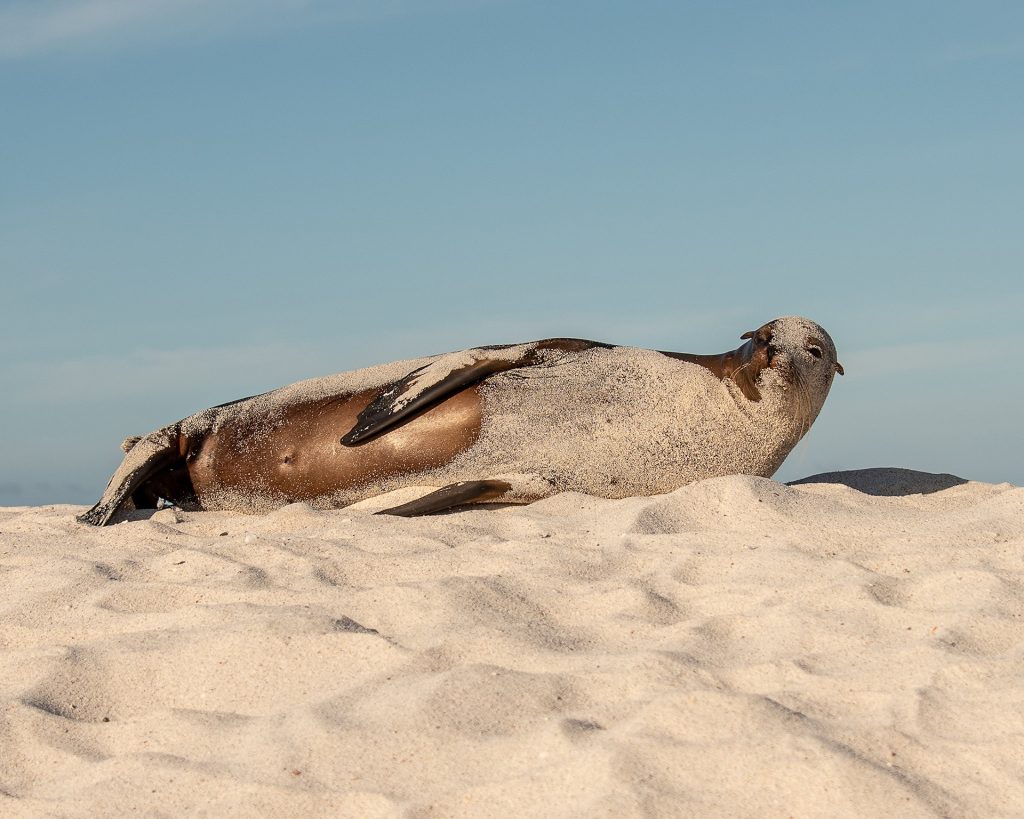 Explorando el impacto del cambio climático en lobos marinos y lobos finos de Galápagos