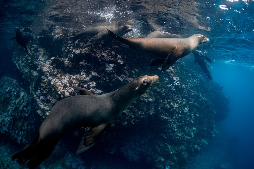 Tracking The Impact Of Climate Change On Galápagos Sea Lions And Fur Seals