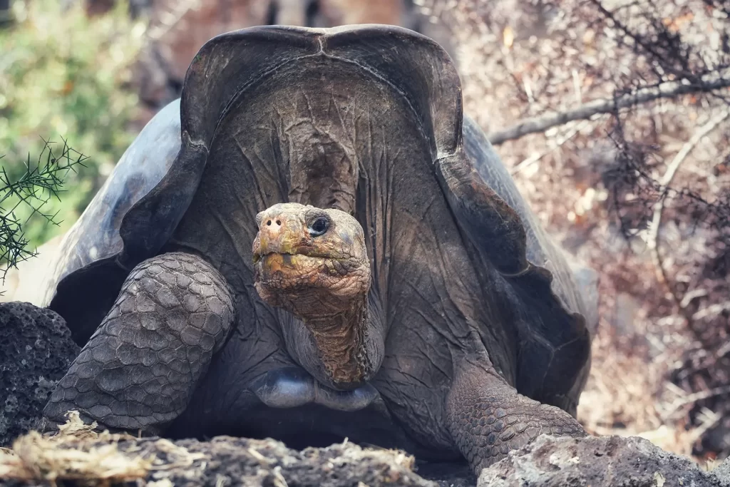 Restauración ecológica en la Isla Floreana: ¡No a paso de tortuga!