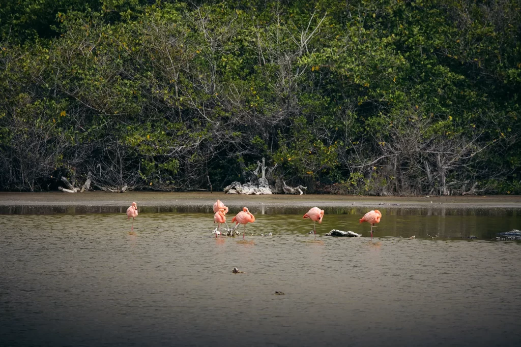 Galápagos Celebrates International Wetlands Day: Highlighting Isabela’s Role as a Ramsar Site