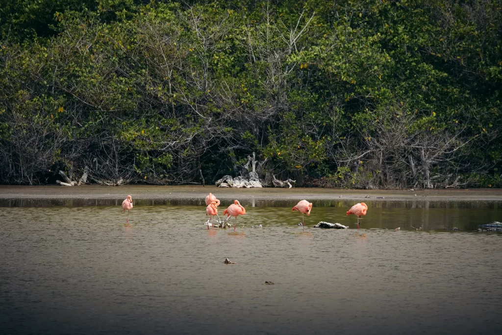 Galápagos Celebra el Día Internacional de los Humedales: Reconociendo la Importancia de Isabela como Sitio Ramsar