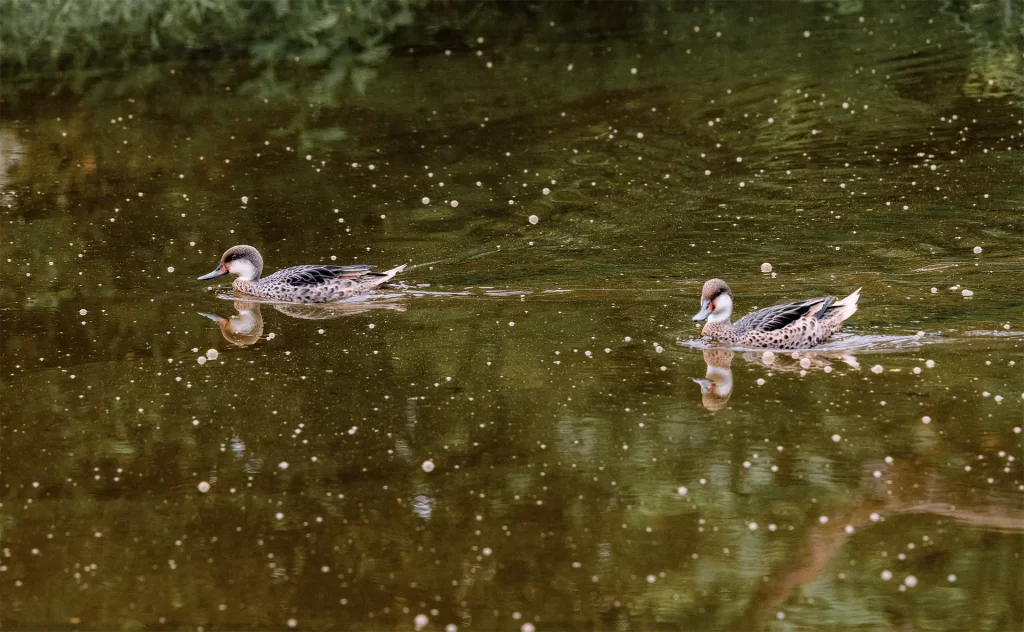 Galápagos Celebrates International Wetlands Day: Highlighting Isabela’s Role as a Ramsar Site