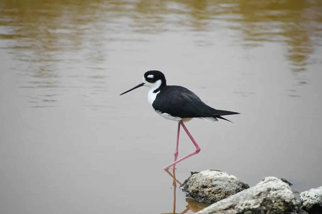 Galápagos Celebra el Día Internacional de los Humedales: Reconociendo la Importancia de Isabela como Sitio Ramsar