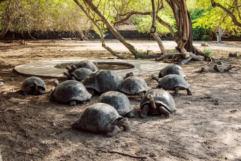 Protegiendo a las Gigantes de Galápagos mediante la optimización del Centro de Crianza de la isla Isabela