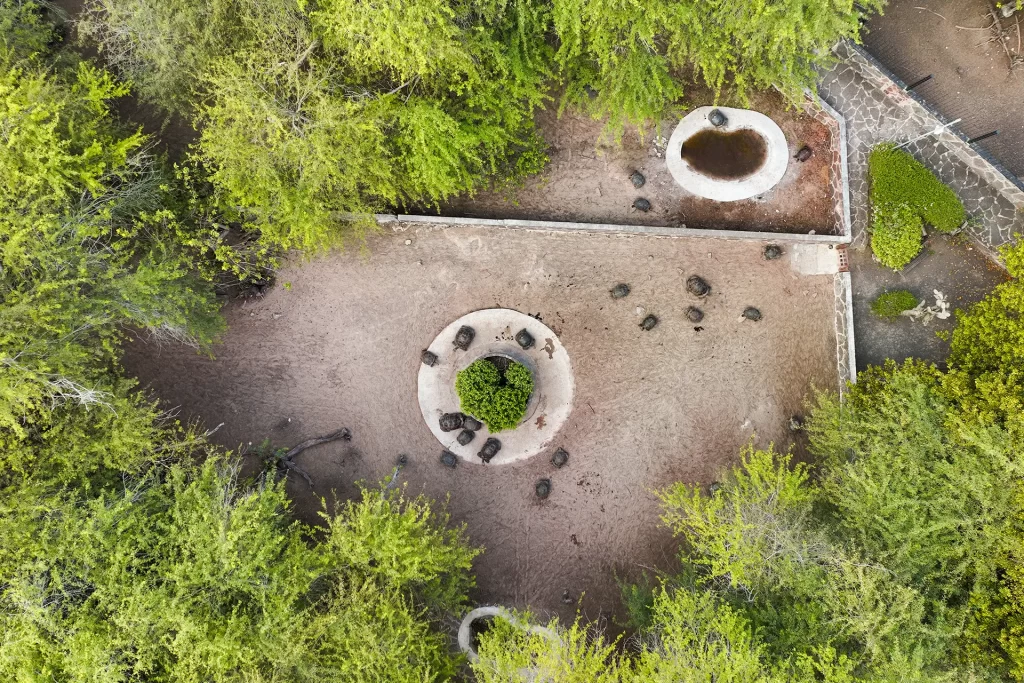 Protegiendo a las Gigantes de Galápagos mediante la optimización del Centro de Crianza de la isla Isabela