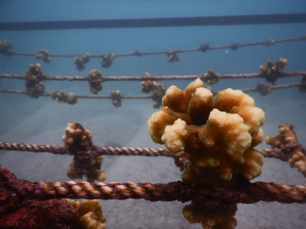 Jenifer Suárez y su lucha en Medio de los Desafíos Globales para los Arrecifes de Coral