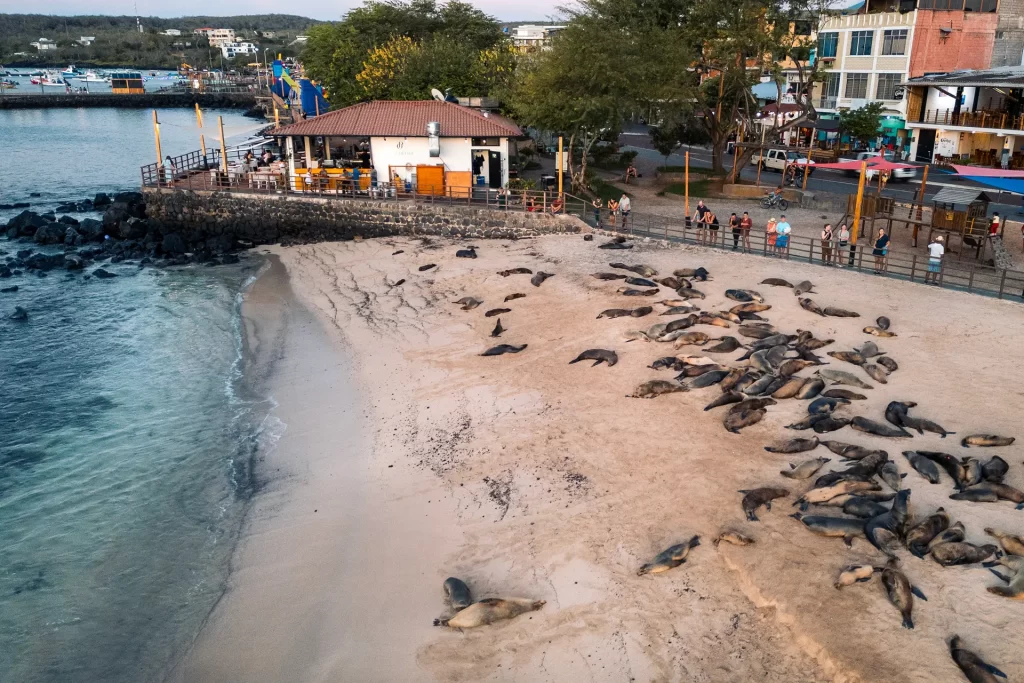 Guardianes marinos en acción por los lobos marinos