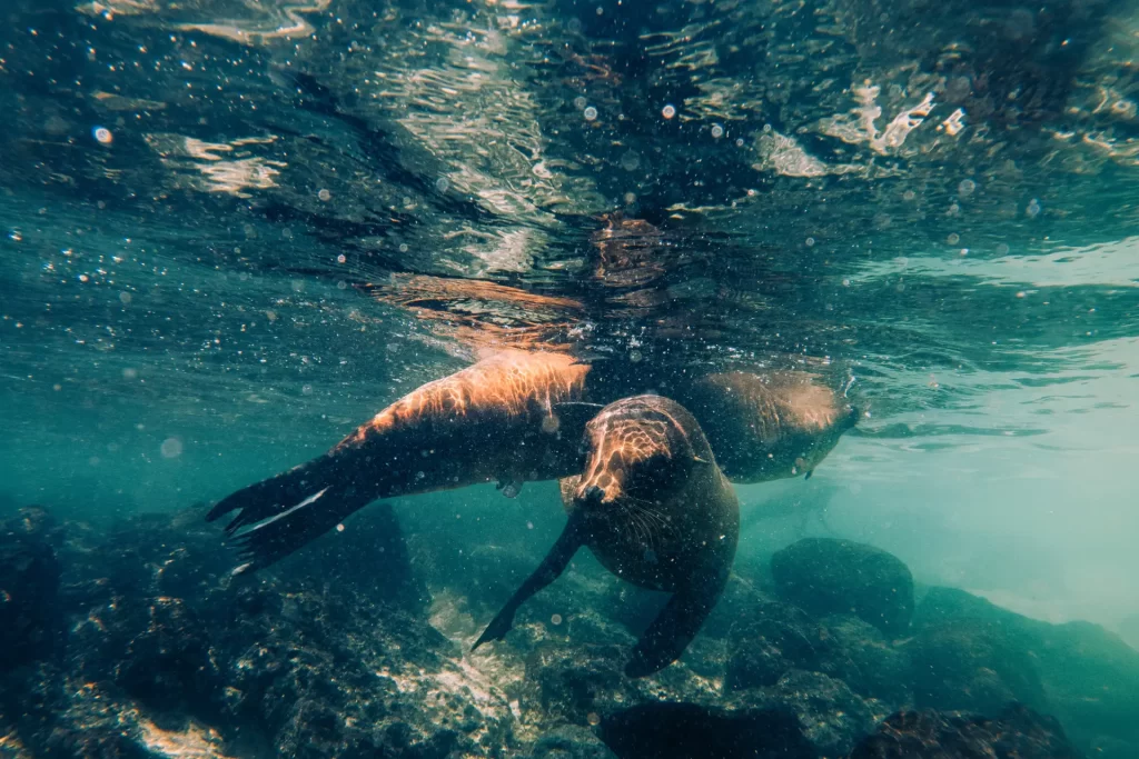 Marine Guardians Take Action for Sea Lions