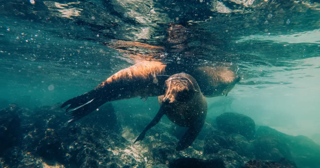 Marine Guardians Take Action for Sea Lions