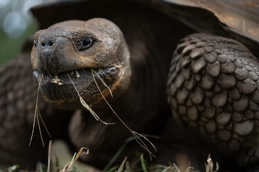 Descripción del genoma de las tortugas gigantes: implicaciones para la conservación