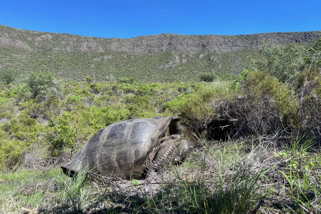 Explorando Volcán Wolf en una Nueva Expedición de Conservación