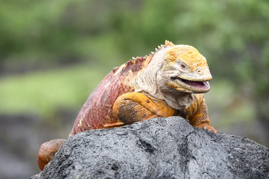 Discovering Fernandina: A Natural Treasure and Sanctuary for Emblematic Species