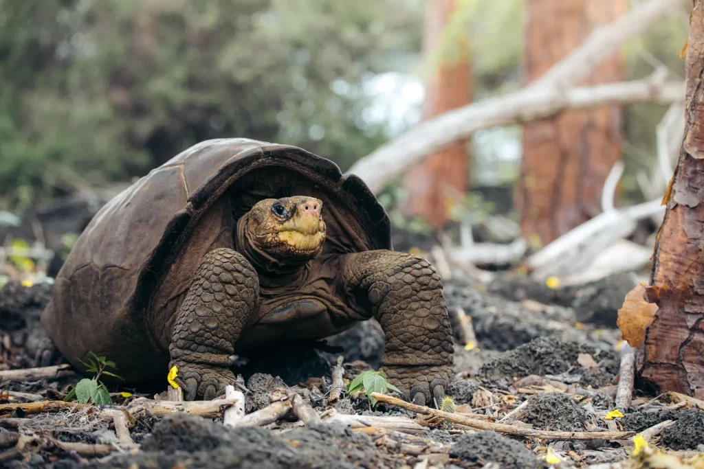 Descubriendo Fernandina: Un Tesoro Natural y Santuario de Especies Emblemáticas