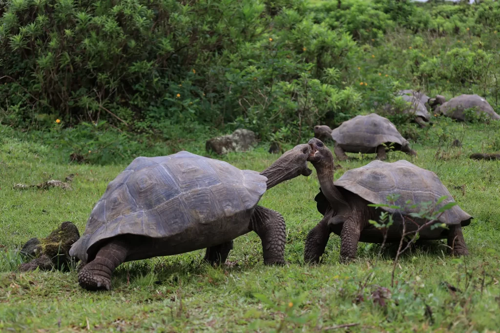 Día Mundial de la Vida Silvestre