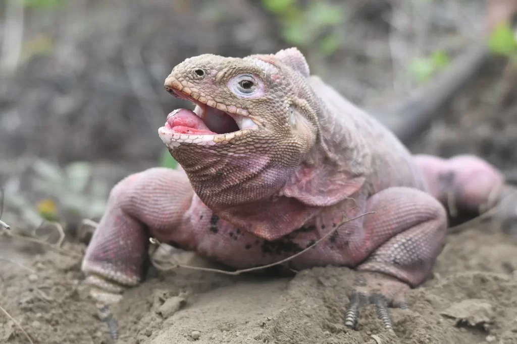 Día Mundial de la Vida Silvestre: Una oportunidad para celebrar la Biodiversidad y su importancia para el ser humano