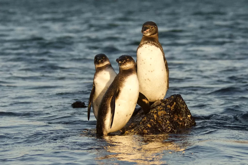 Celebrating the Galápagos Penguin on World Penguin Day