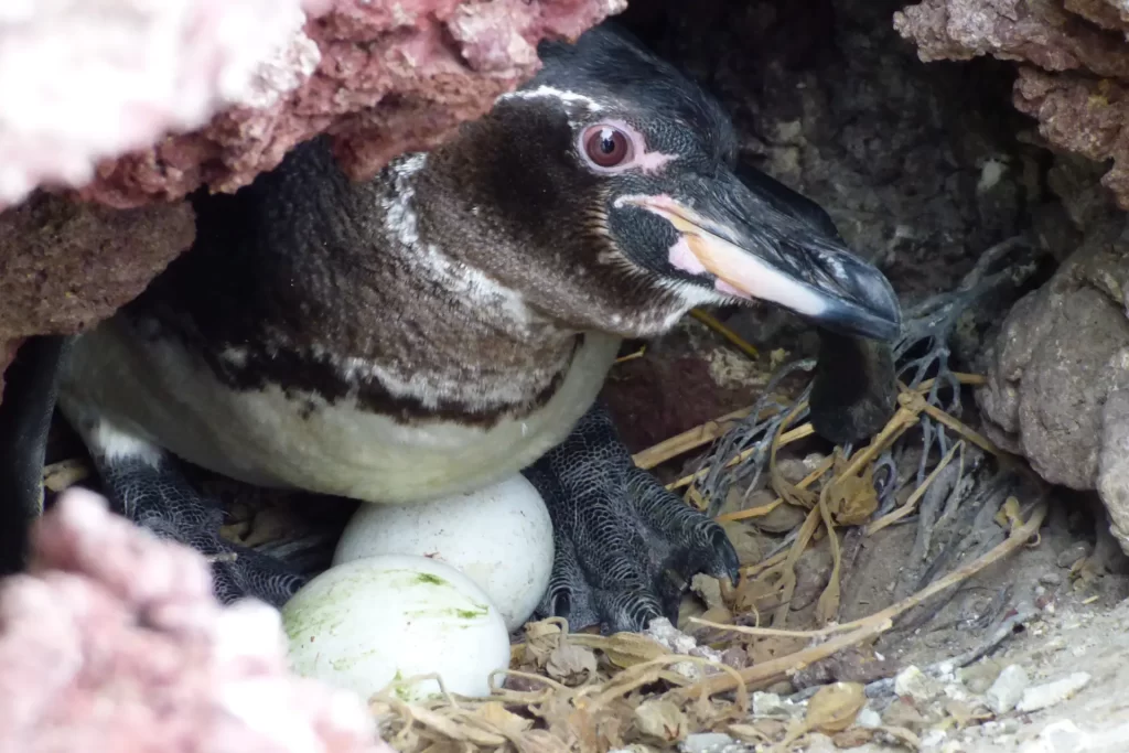 Celebrating the Galápagos Penguin on World Penguin Day