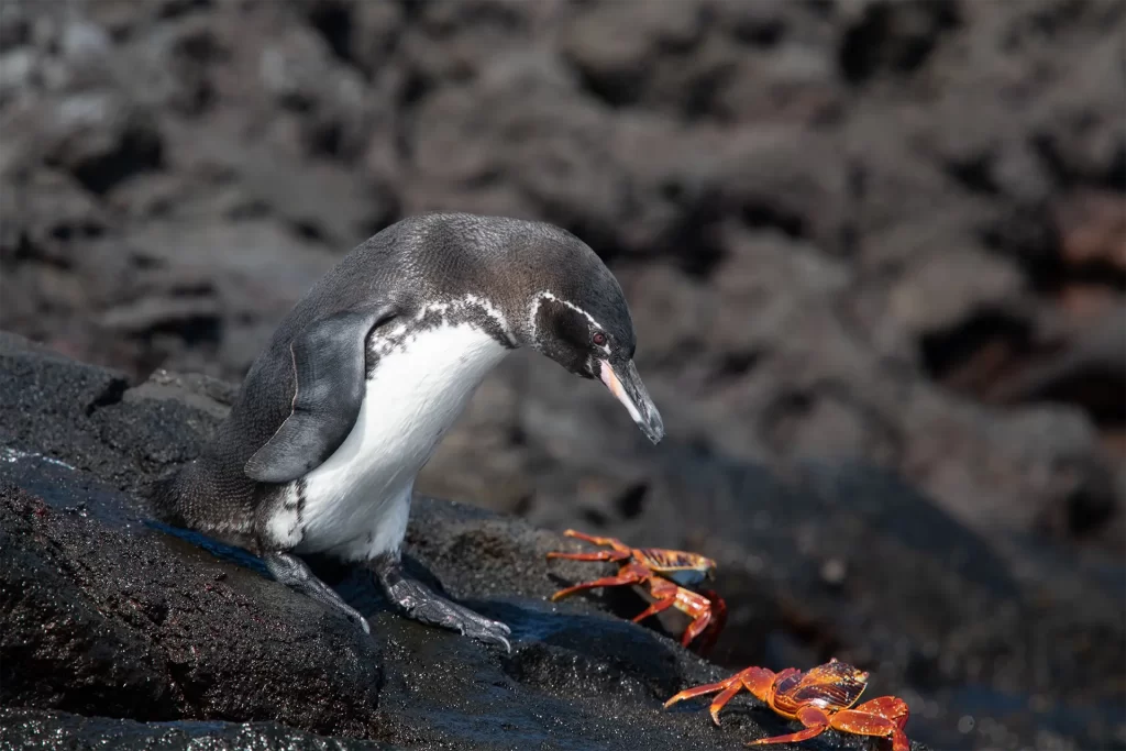 Celebrating the Galápagos Penguin on World Penguin Day