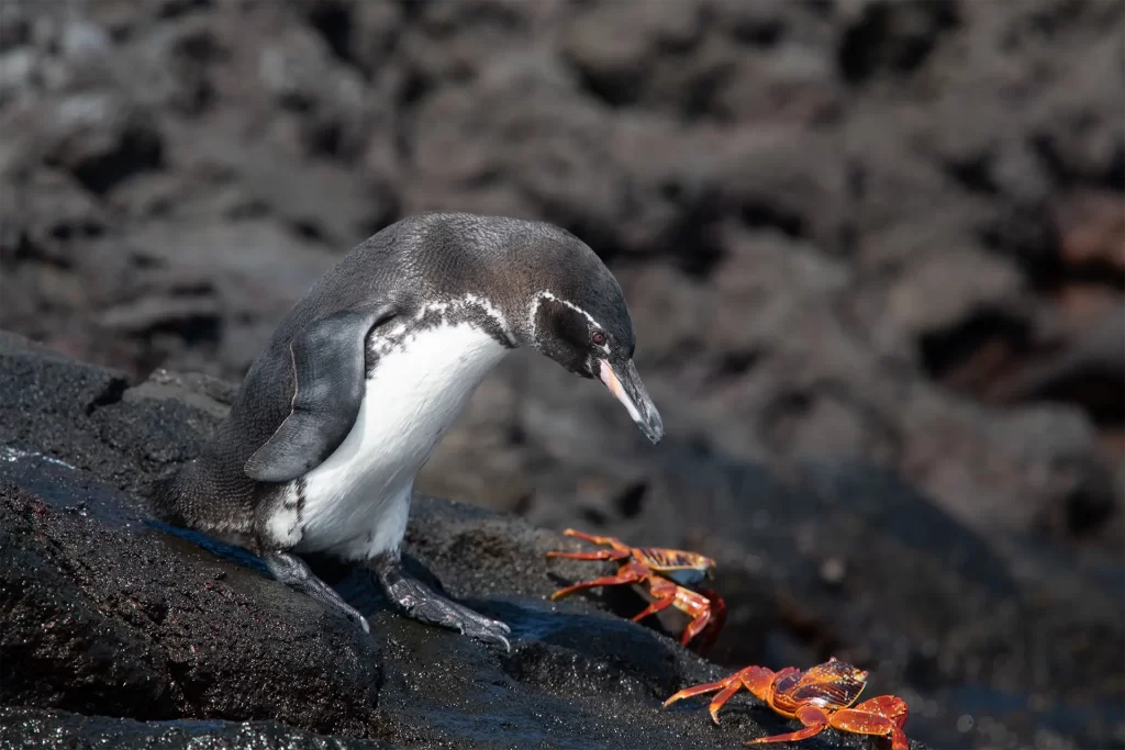 Celebrando el Día Mundial de los Pingüinos